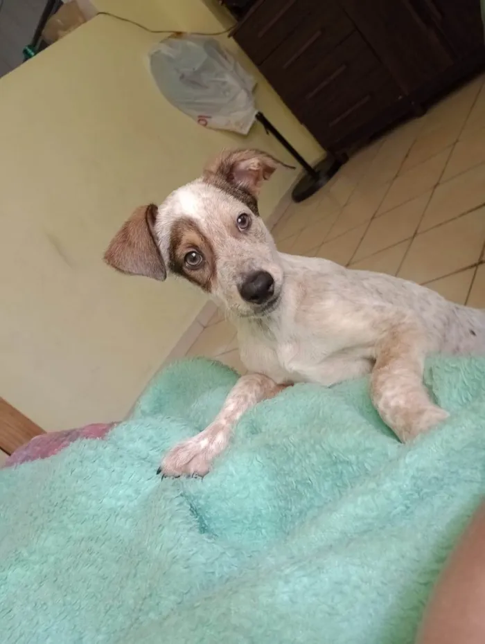 Cachorro ra a SRD-ViraLata idade 2 a 6 meses nome Rick