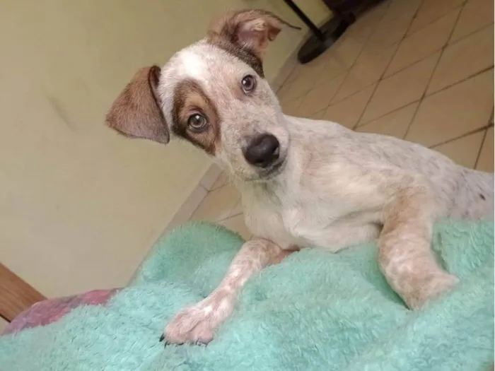 Cachorro ra a SRD-ViraLata idade 2 a 6 meses nome Rick