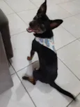 Doguinho