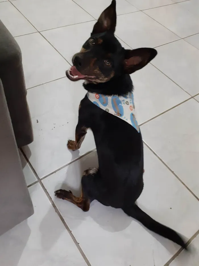 Cachorro ra a SRD-ViraLata idade 2 anos nome Doguinho