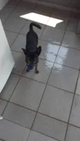 Doguinho