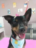 Doguinho