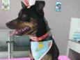 Doguinho