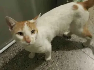 Gato raça SRD-ViraLata idade 7 a 11 meses nome CHICLETE