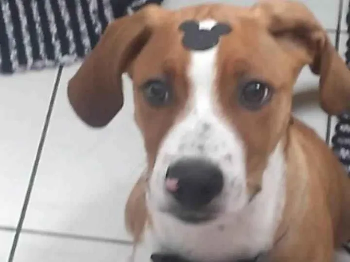 Cachorro ra a ViraLata idade 7 a 11 meses nome Thor