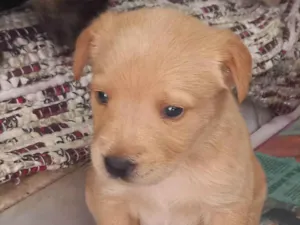 Cachorro raça Viralata idade Abaixo de 2 meses nome Esperando por um dono para dar muito carinho.