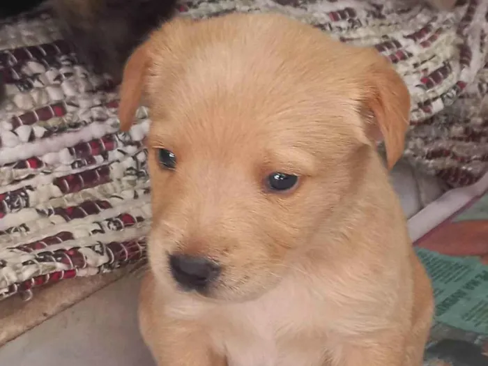 Cachorro ra a Viralata idade Abaixo de 2 meses nome Esperando por um dono para dar muito carinho.