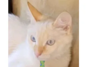 Gato raça Mestico  idade 7 a 11 meses nome Floquinho 