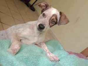 Cachorro raça SRD-ViraLata idade 2 a 6 meses nome Rick