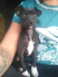 Pretinha 