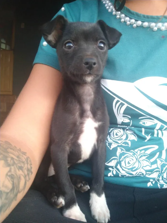 Cachorro raça Indefinida  idade 2 a 6 meses nome Pretinha 