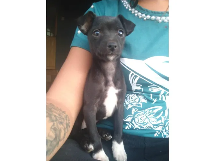 Cachorro raça Indefinida  idade 2 a 6 meses nome Pretinha 