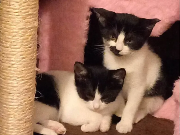 Gato raça SRD-ViraLata idade 2 a 6 meses nome Juju bebe carente e bravinha