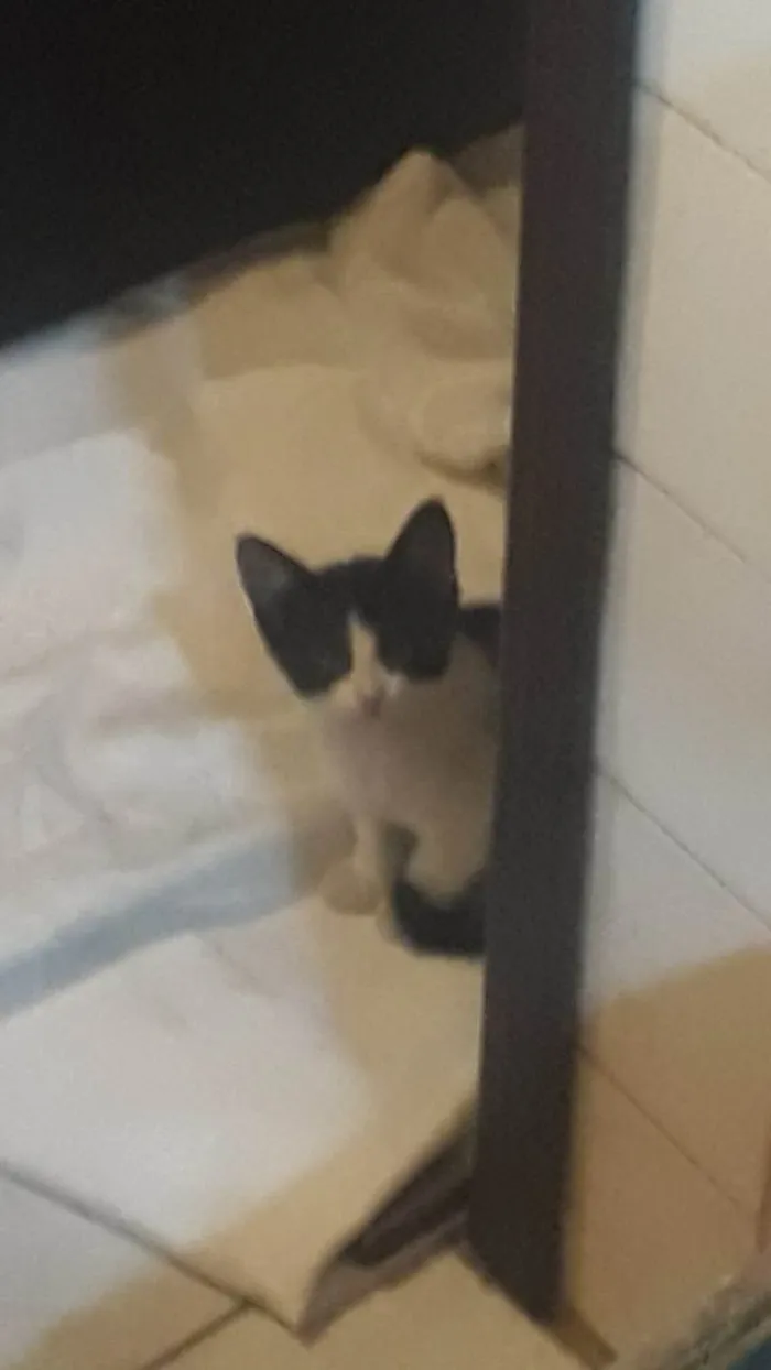Gato raça Srd idade 2 a 6 meses nome Juquinha