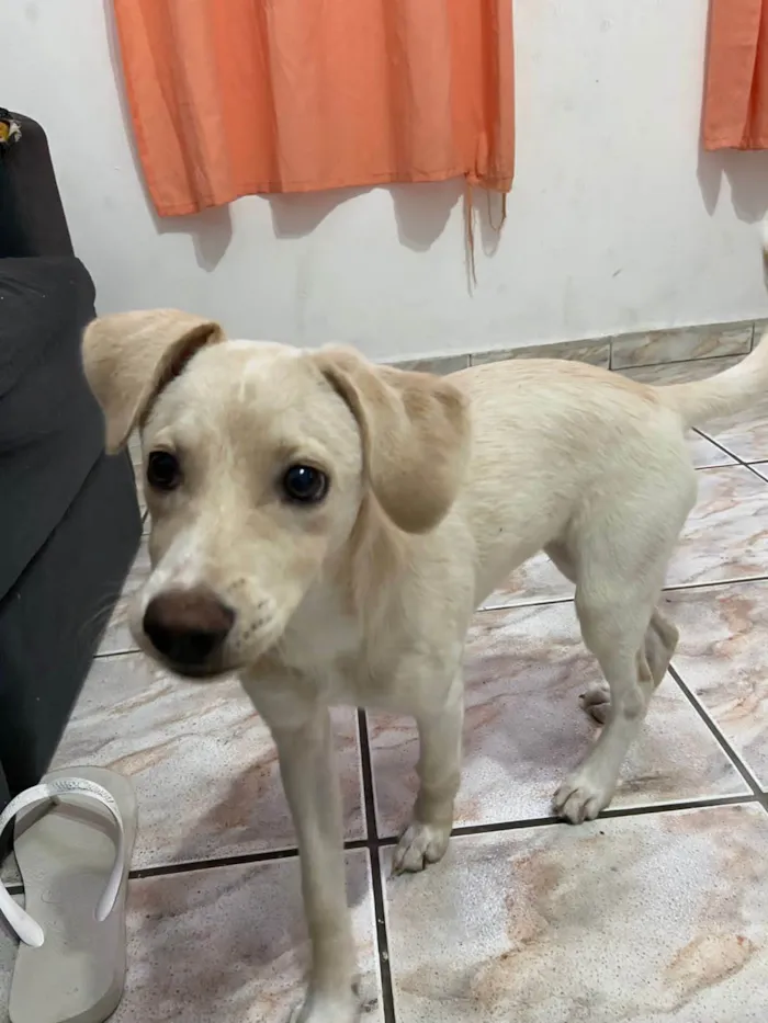 Cachorro ra a Vira lata idade 7 a 11 meses nome Kiara