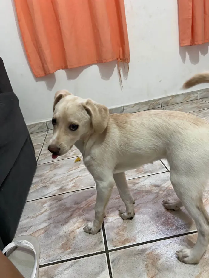 Cachorro ra a Vira lata idade 7 a 11 meses nome Kiara