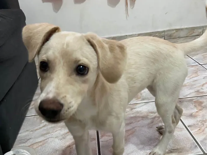 Cachorro ra a Vira lata idade 7 a 11 meses nome Kiara