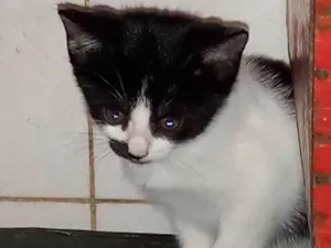 Gato raça SRD-ViraLata idade 2 a 6 meses nome Juju bebe carente e bravinha