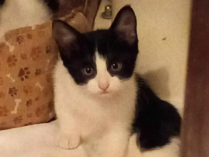 Gato raça Srd idade 2 a 6 meses nome Juquinha