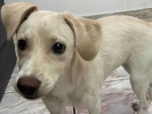 Cachorro raça Vira lata idade 7 a 11 meses nome Kiara