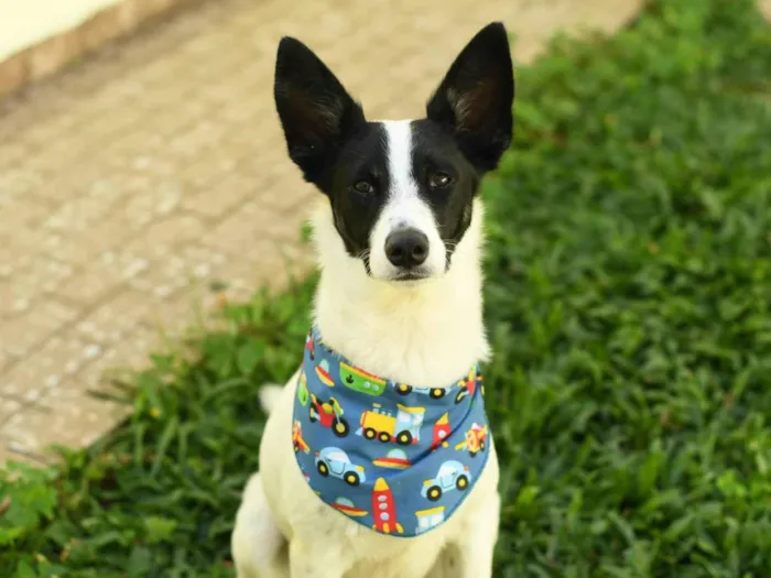 Cachorro raça srd idade 1 ano nome Jake