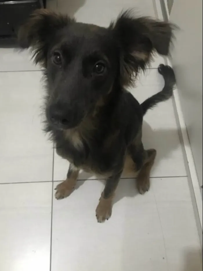 Cachorro ra a SRD-ViraLata idade 1 ano nome Koda