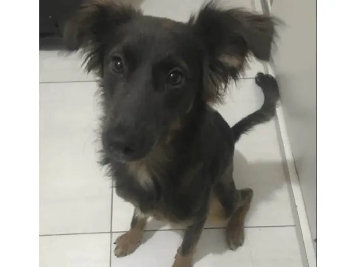 Cachorro ra a SRD-ViraLata idade 1 ano nome Koda