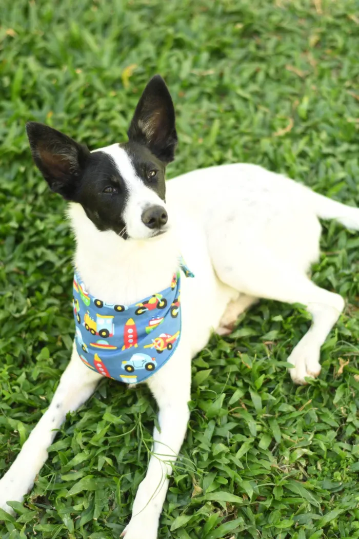 Cachorro raça srd idade 1 ano nome Jake