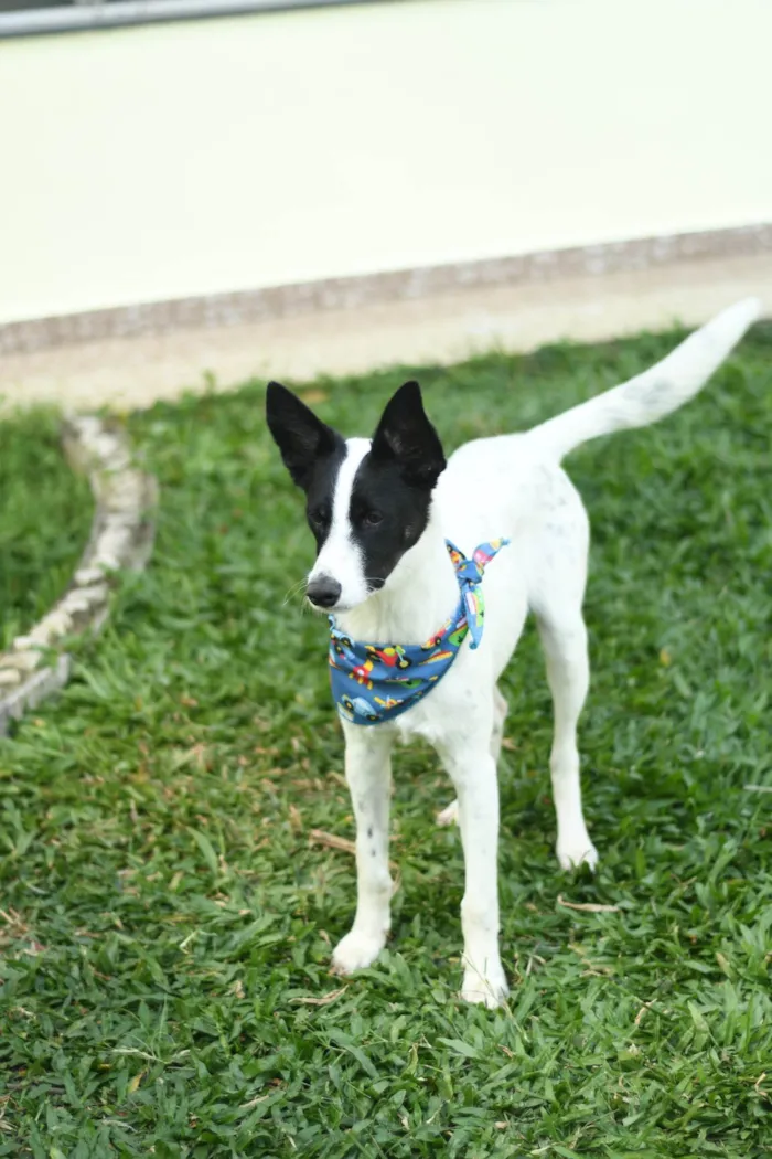 Cachorro raça srd idade 1 ano nome Jake