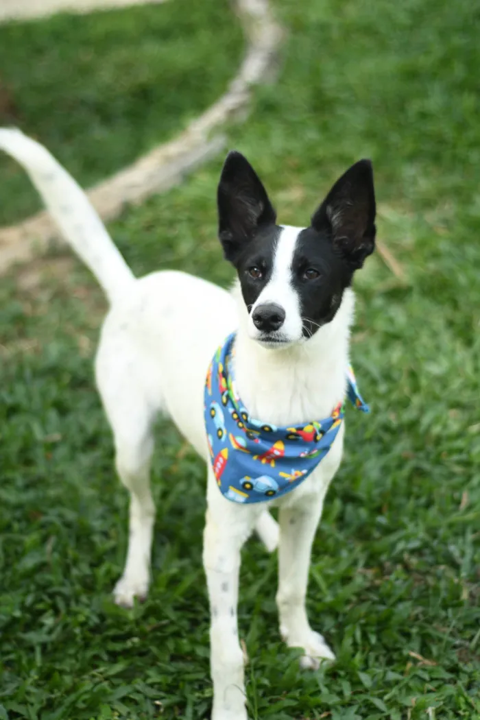 Cachorro raça srd idade 1 ano nome Jake