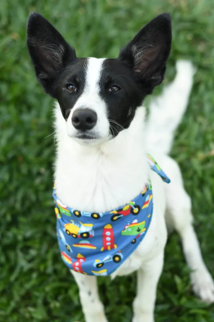 Cachorro raça srd idade 1 ano nome Jake