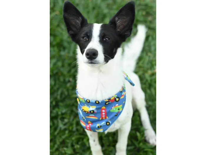 Cachorro raça srd idade 1 ano nome Jake