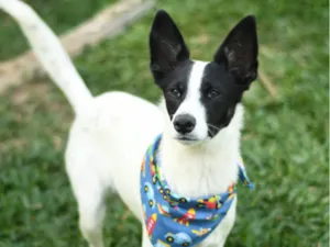 Cachorro raça srd idade 1 ano nome Jake