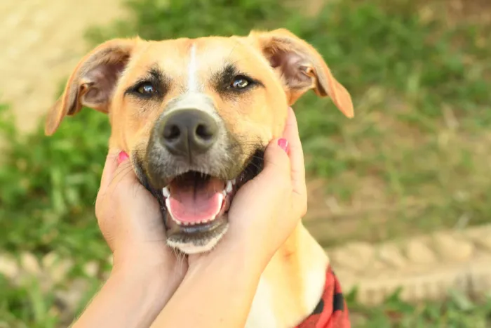 Cachorro raça SRD-ViraLata idade 7 a 11 meses nome Jordan 