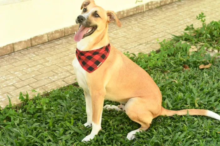 Cachorro raça SRD-ViraLata idade 7 a 11 meses nome Jordan 