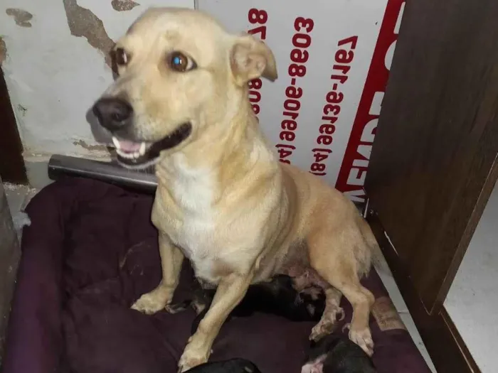 Cachorro ra a SRD-ViraLata idade 4 anos nome Gaia