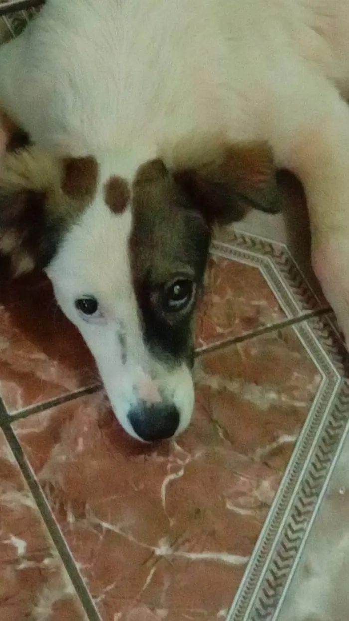 Cachorro ra a SRD-ViraLata idade 2 a 6 meses nome Cacau