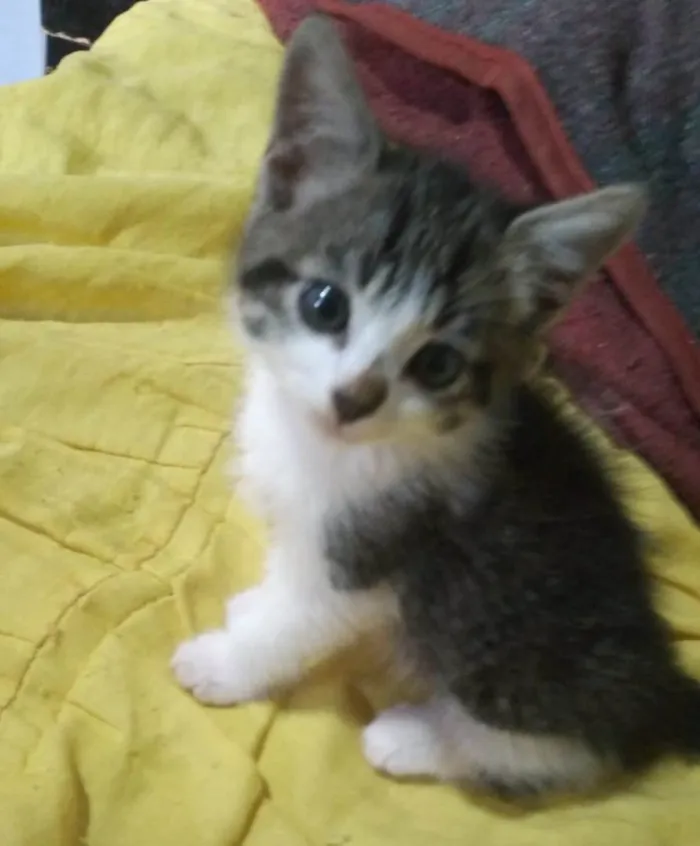 Gato raça SRD-ViraLata idade 2 a 6 meses nome Indefinido 