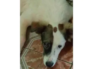 Cachorro raça SRD-ViraLata idade 2 a 6 meses nome Cacau