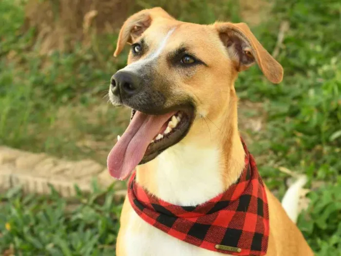 Cachorro raça SRD-ViraLata idade 7 a 11 meses nome Jordan 