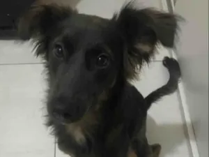 Cachorro raça SRD-ViraLata idade 1 ano nome Koda