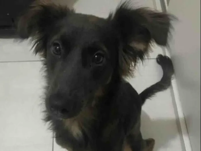 Cachorro ra a SRD-ViraLata idade 1 ano nome Koda