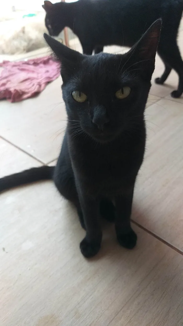 Gato raça SRD-ViraLatapl idade 7 a 11 meses nome Joana