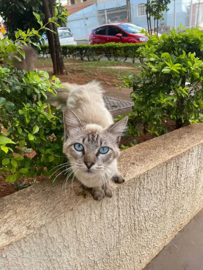 Gato ra a SRD-ViraLata idade 7 a 11 meses nome Princesa de Olhos azuis