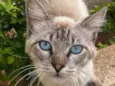 Princesa de Olhos azuis