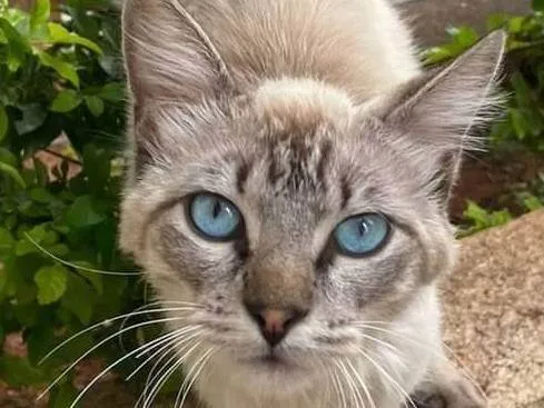Gato ra a SRD-ViraLata idade 7 a 11 meses nome Princesa de Olhos azuis