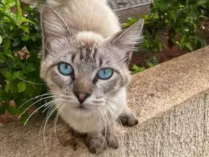 Gato raça SRD-ViraLata idade 7 a 11 meses nome Princesa de Olhos azuis