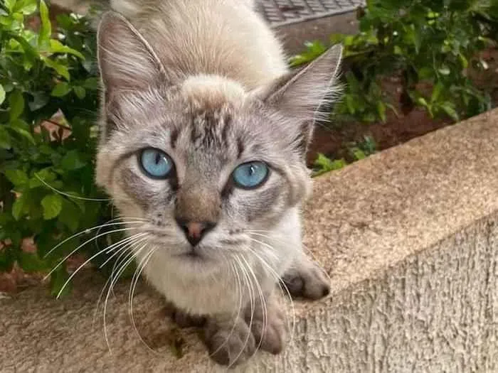 Gato ra a SRD-ViraLata idade 7 a 11 meses nome Princesa de Olhos azuis