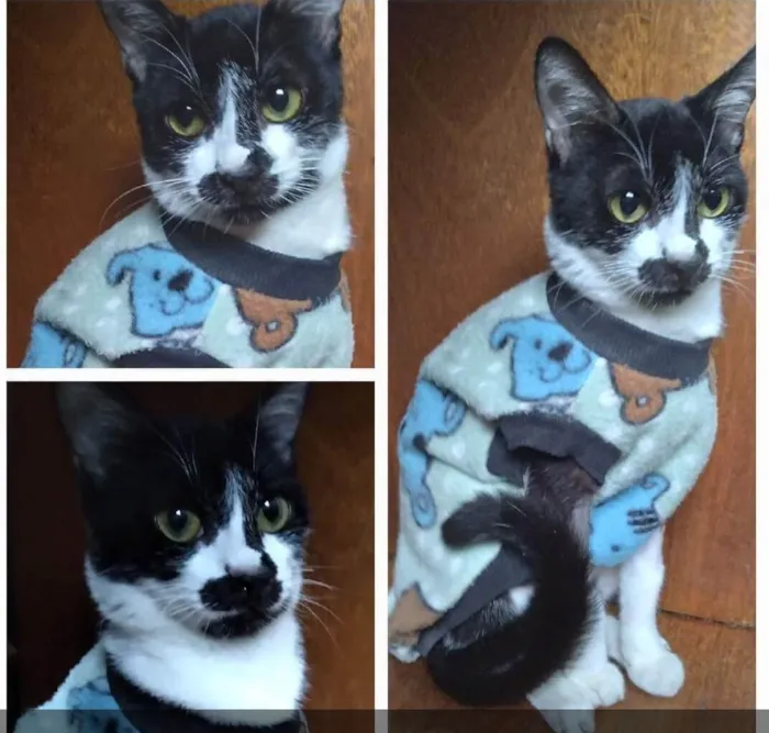 Gato ra a Srd idade 2 a 6 meses nome Kate
