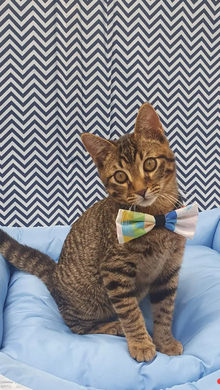 Gato ra a SRD-ViraLata idade 2 a 6 meses nome TRAKINAS 